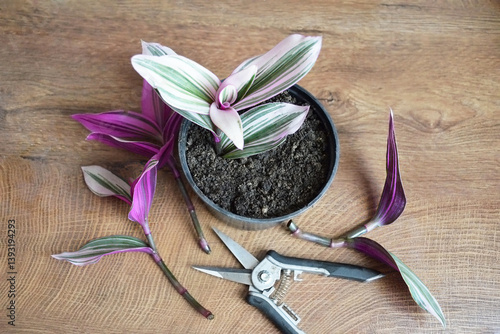 Nanouk plant, propagating by stem cutting