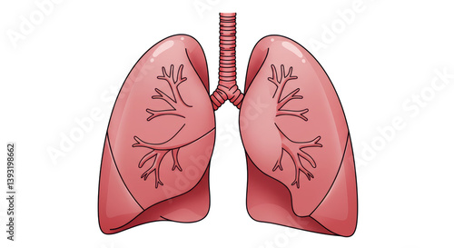 Isolated Human Lungs Illustration