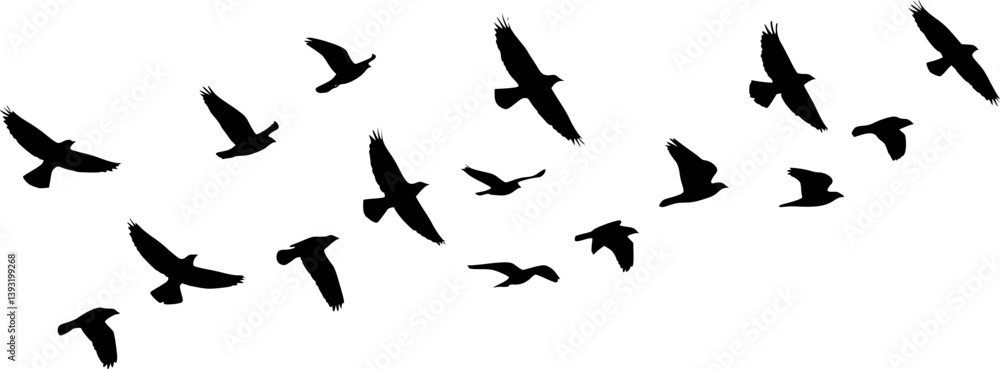 Fototapeta premium Flock of flying birds silhouette vector, Flying bird black silhouette vector set 