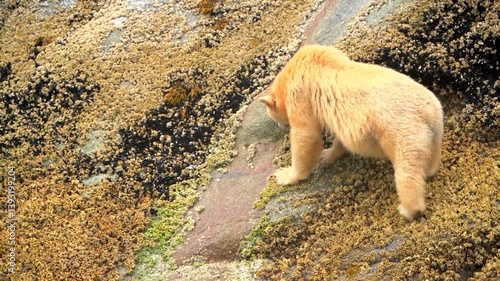 polar bear on the ice