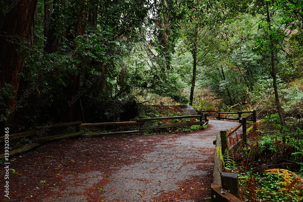 Muir Woods Reservations in San Francisco, United States - アメリカ サンフランシスコ ミュアウッズ国定公園