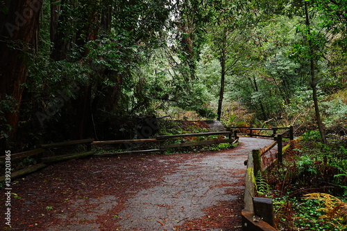 Obraz na płótnie Muir Woods Reservations in San Francisco, United States - アメリカ サンフランシスコ ミュアウッズ国定公園 w salonie