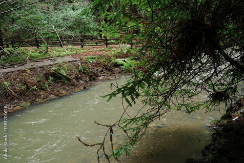 Obraz na płótnie Muir Woods Reservations in San Francisco, United States - アメリカ サンフランシスコ ミュアウッズ国定公園 w salonie