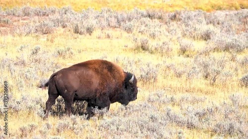american buffalo in the field
