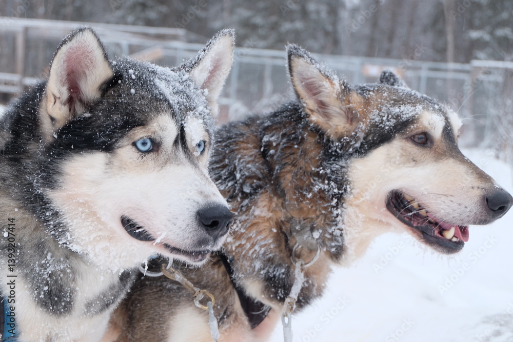 Naklejka premium Huskys in schwedisch Lappland