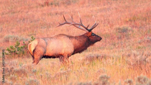 bull elk in yellowstone