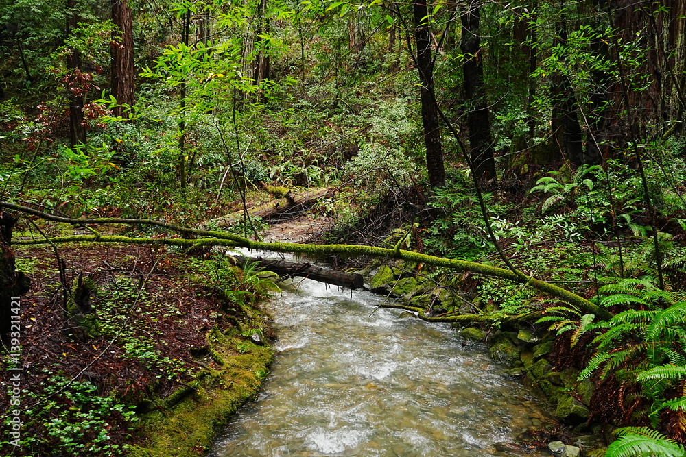 Muir Woods Reservations in San Francisco, United States - アメリカ サンフランシスコ ミュアウッズ国定公園