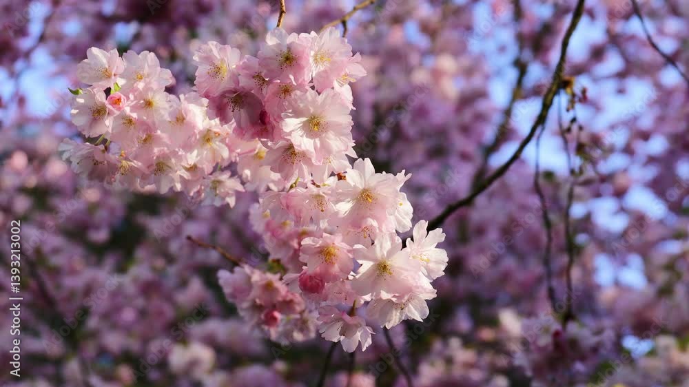 Video 4k of sakura or cherry blossom flower of trees in Prunus subgenus Cerasus. Sakura pink flowers beautiful ornamental cherry trees Prunus serrulata. Tender color of blooming cherry trees in spring Video 4k of sakura or cherry blossom flower of trees in Prunus subgenus Cerasus. Sakura pink flowers beautiful ornamental cherry trees Prunus serrulata. Tender color of blooming cherry trees in spring
