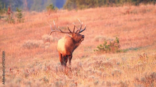 red deer in the woods