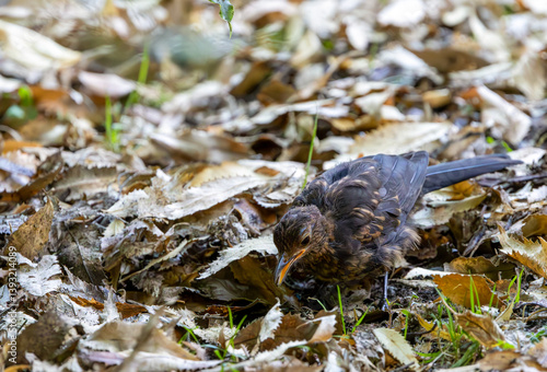 Common Blackbird (Turdus merula) in South Island, New Zealand