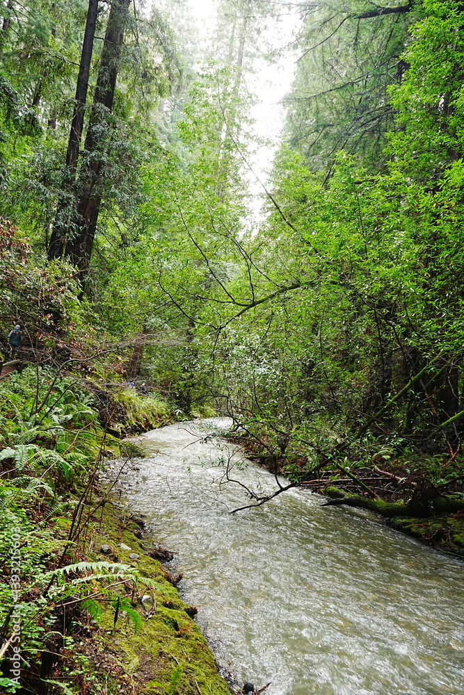 Muir Woods Reservations in San Francisco, United States - アメリカ サンフランシスコ ミュアウッズ国定公園