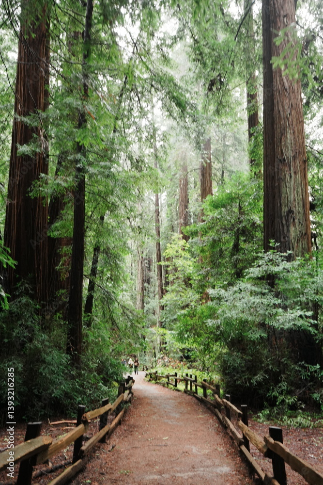 Muir Woods Reservations in San Francisco, United States - アメリカ サンフランシスコ ミュアウッズ国定公園