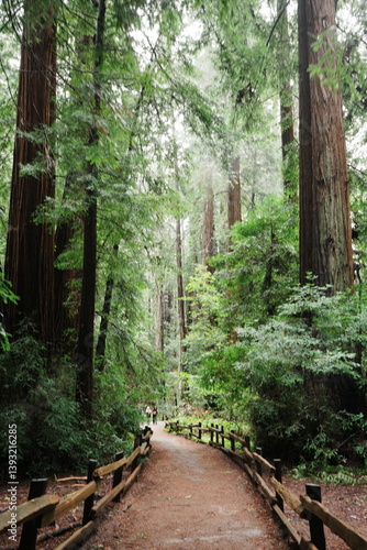 Obraz na płótnie Muir Woods Reservations in San Francisco, United States - アメリカ サンフランシスコ ミュアウッズ国定公園 w salonie