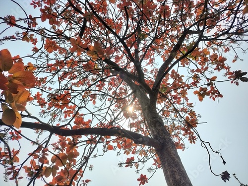 Mahua red leaves on a tree