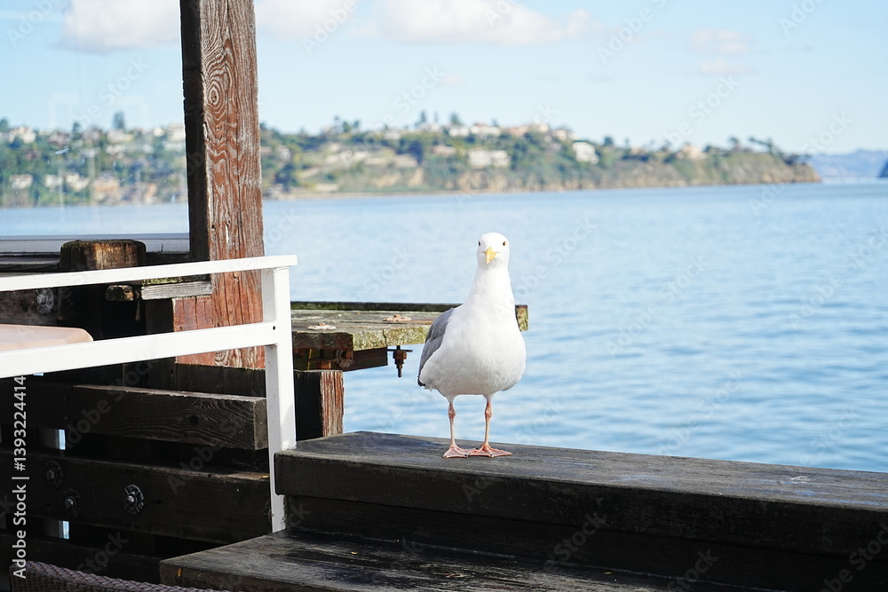 Black Tailed Gull or Seagull with Background of San Francisco Bay in United States - アメリカ サンフランシスコ湾 ウミネコ