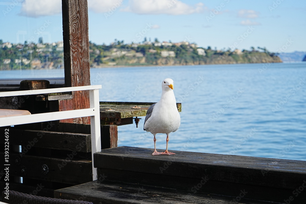 Black Tailed Gull or Seagull with Background of San Francisco Bay in United States - アメリカ サンフランシスコ湾 ウミネコ