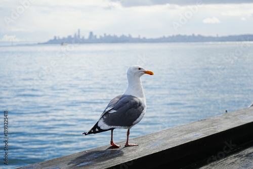 Obraz na płótnie Black Tailed Gull or Seagull with Background of San Francisco Bay in United States - アメリカ サンフランシスコ湾 ウミネコ
w salonie
