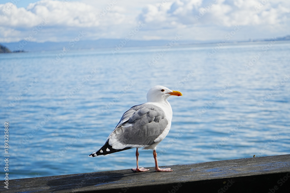Black Tailed Gull or Seagull with Background of San Francisco Bay in United States - アメリカ サンフランシスコ湾 ウミネコ