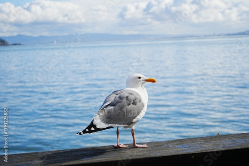 Obraz na płótnie Black Tailed Gull or Seagull with Background of San Francisco Bay in United States - アメリカ サンフランシスコ湾 ウミネコ
w salonie
