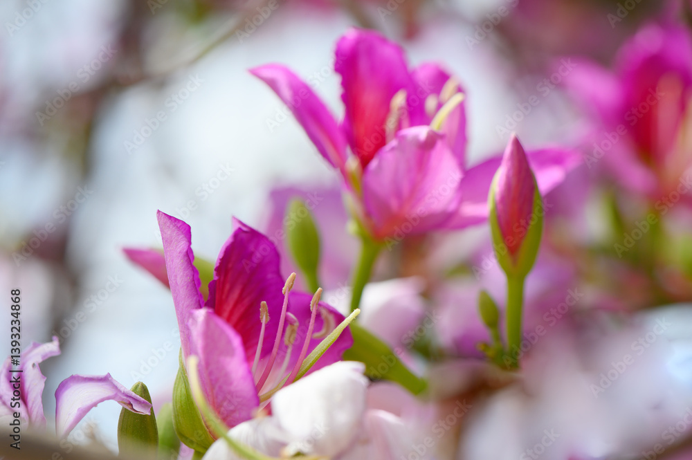 Obraz premium Bright pink flowers bloom under the soft light of spring in a serene garden setting