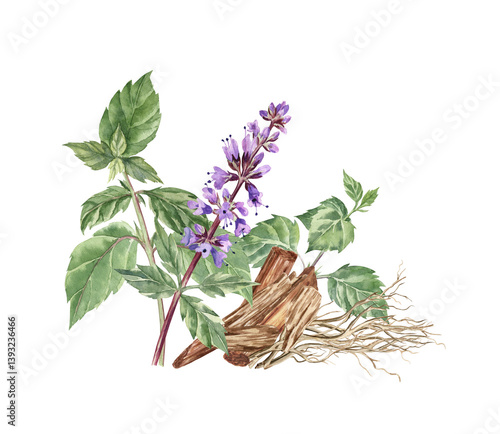 Watercolor illustration of patchouli, sandalwood and vetiver. These plants are widely-used as perfume ingredients. Cute flower arrangement for stickers, art prints, greeting cards
