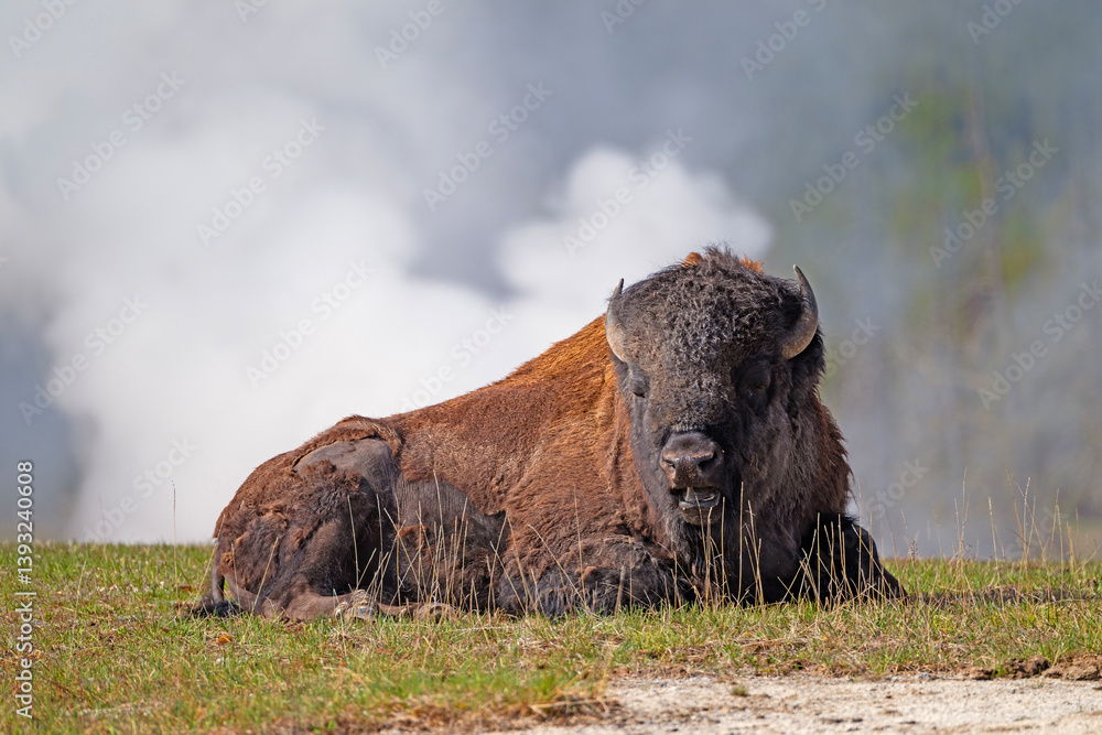 Massive Bison Resting in a Steaming Landscape