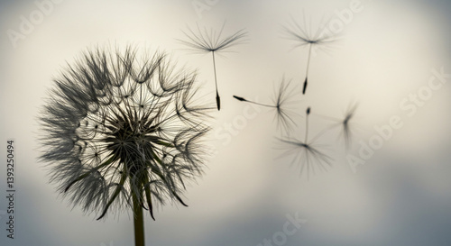 Wallpaper Mural A dandelion releasing its seeds into the gentle breeze, a symbol of hope and new beginnings, softly illuminated against a hazy sky. Torontodigital.ca