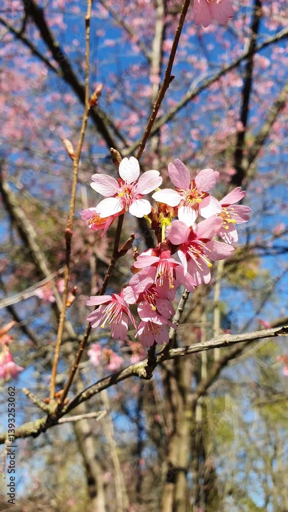 sakura against the sky, pink flowers, sakura blossom in japan sakura against the sky, pink flowers, sakura blossom in japan