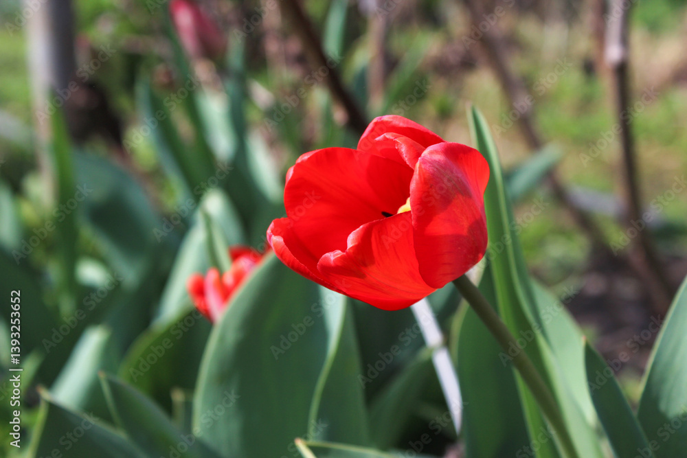 Beautiful red tulip in the garden. Close-up of blooming red tulips with deep red petals. Beautiful red tulip in the garden. Close-up of blooming red tulips with deep red petals.