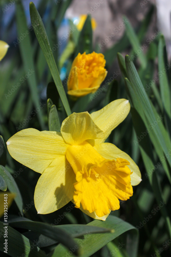 Fototapeta premium Beautiful yellow daffodils are blooming in the garden on a spring day. Yellow petals of beautiful daffodils.