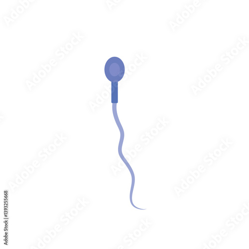 Sperm morphology. Male reproductive system.