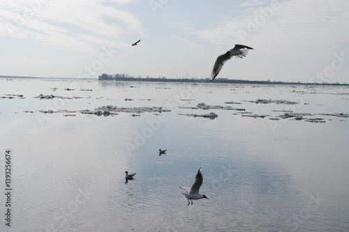 seagulls on the river during ice drift in spring