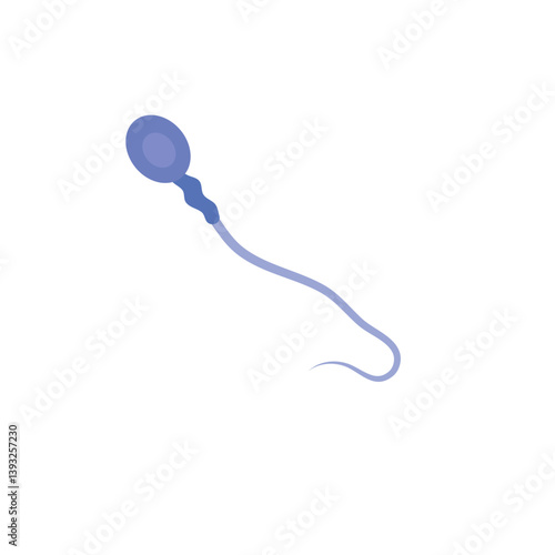 Sperm morphology. Male reproductive system.