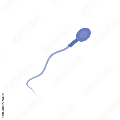Sperm morphology. Male reproductive system.