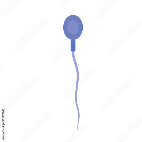 Sperm morphology. Male reproductive system.
