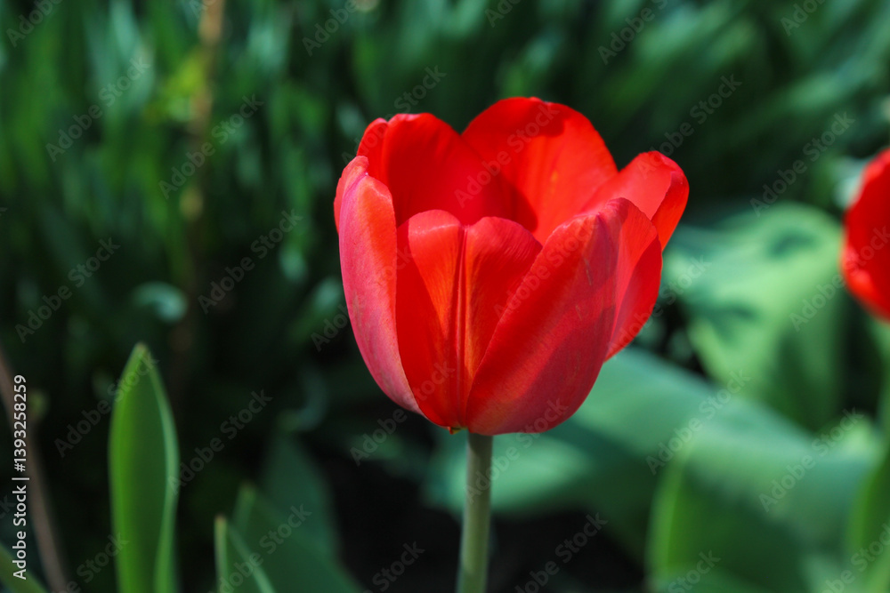 Beautiful red tulip in the garden. Close-up of blooming red tulips with deep red petals. Beautiful red tulip in the garden. Close-up of blooming red tulips with deep red petals.