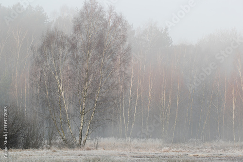 Wallpaper Mural Frost, sun and fog on a spring morning in the meadow Torontodigital.ca