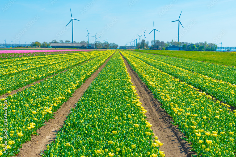 Colorful flowers growing in an agricultural field, Almere, Flevoland, The Netherlands, April 8, 2025