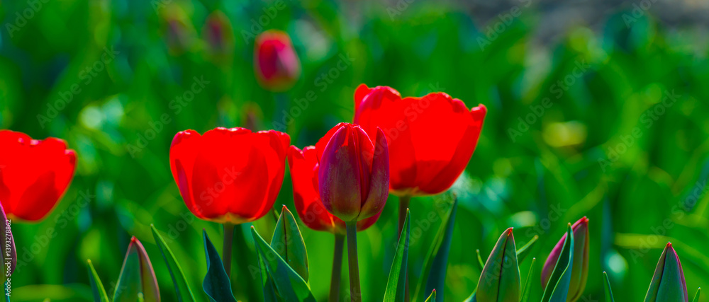 Colorful flowers growing in an agricultural field, Almere, Flevoland, The Netherlands, April 8, 2025