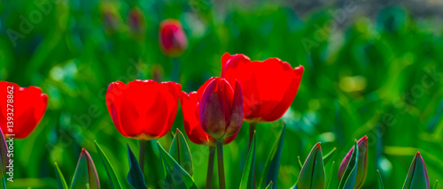 Obraz na płótnie Colorful flowers growing in an agricultural field, Almere, Flevoland, The Netherlands, April 8, 2025 w salonie