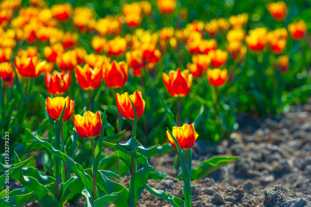 Colorful flowers growing in an agricultural field, Almere, Flevoland, The Netherlands, April 8, 2025