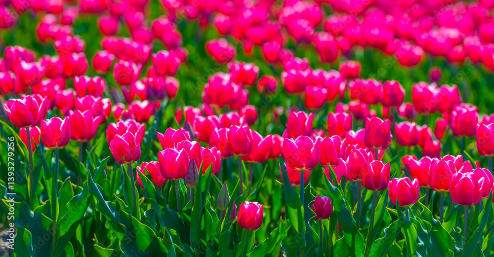 Colorful flowers growing in an agricultural field, Almere, Flevoland, The Netherlands, April 8, 2025