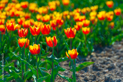 Obraz na płótnie Colorful flowers growing in an agricultural field, Almere, Flevoland, The Netherlands, April 8, 2025 w salonie