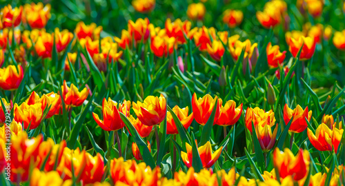 Colorful flowers growing in an agricultural field, Almere, Flevoland, The Netherlands, April 8, 2025