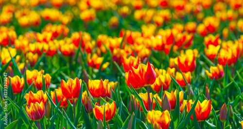 Colorful flowers growing in an agricultural field, Almere, Flevoland, The Netherlands, April 8, 2025