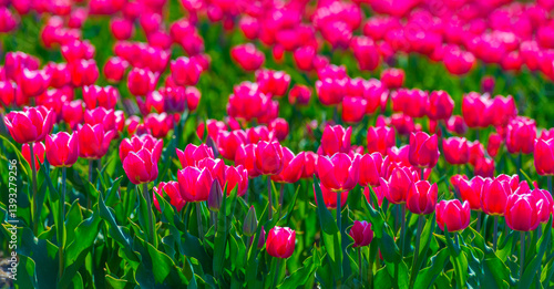 Obraz na płótnie Colorful flowers growing in an agricultural field, Almere, Flevoland, The Netherlands, April 8, 2025 w salonie