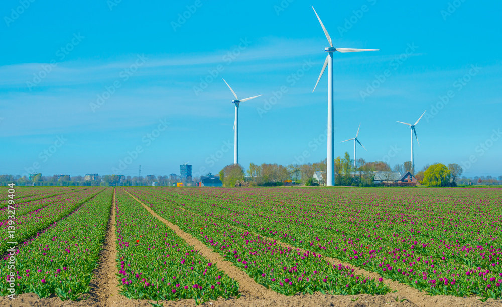 Colorful flowers growing in an agricultural field, Almere, Flevoland, The Netherlands, April 8, 2025