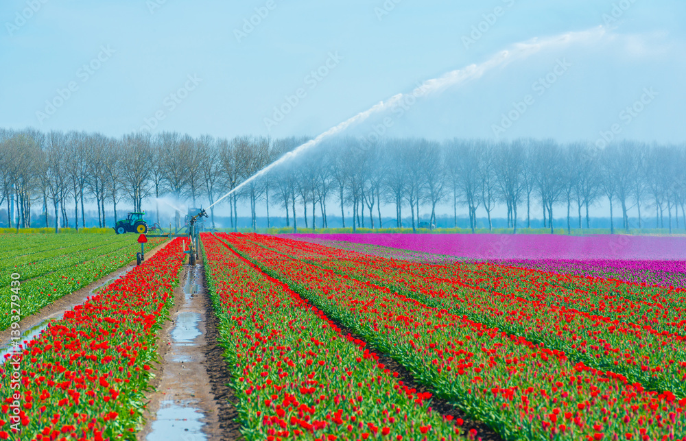 Colorful flowers growing in an agricultural field, Almere, Flevoland, The Netherlands, April 8, 2025