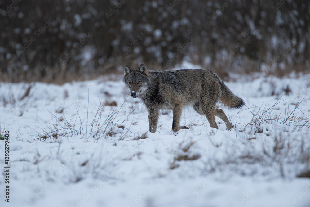 Obraz premium A watchful wolf runs across a snow-covered meadow