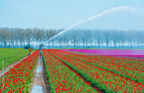 Obraz na płótnie Colorful flowers growing in an agricultural field, Almere, Flevoland, The Netherlands, April 8, 2025 w salonie